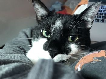 Close-up portrait of cat relaxing at home