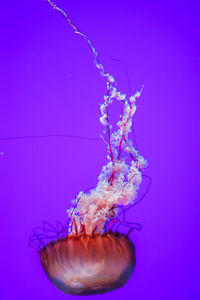 Close-up of jellyfish against blue background