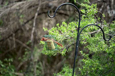 Cardinal on a bird feeder