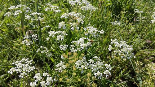 Close-up of flowers growing in field