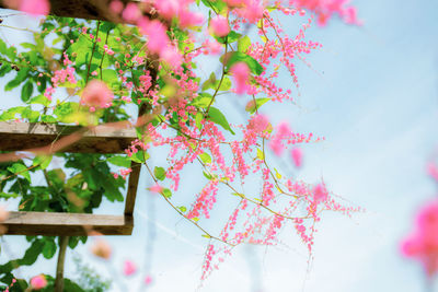 Low angle view of pink flowering plant