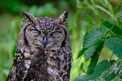 Close-up of owl