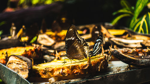 Close-up of butterfly on leaf