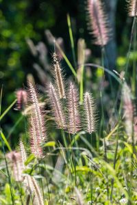 Close-up of flowering plant on field