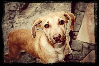 Portrait of a dog