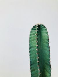 Close-up of succulent plant against clear sky