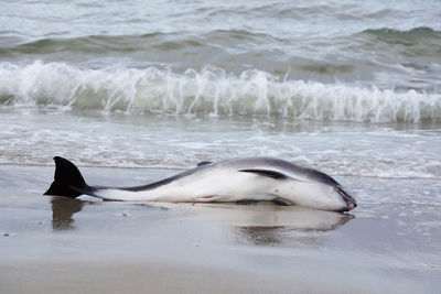 Dead dolphin on beach