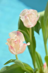Close-up of pink lotus water lily