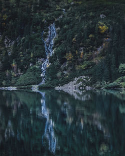 Reflection of trees in lake