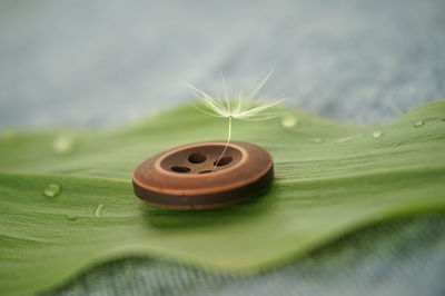 Close-up of button on leaf