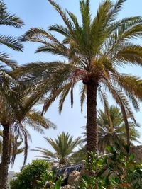 Low angle view of palm trees against sky