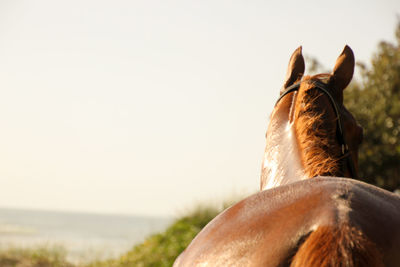 Close-up of horse standing against sky