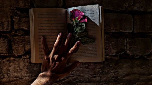 Potted plant on book at table