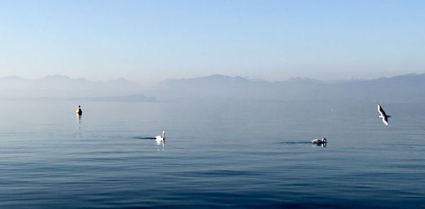View of ducks swimming in sea