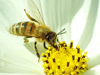 Close-up of a bee using its proboscis to suck pollen from a white flower