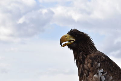 Low angle view of eagle against sky