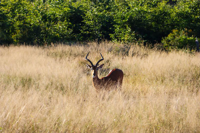 Deer in a field