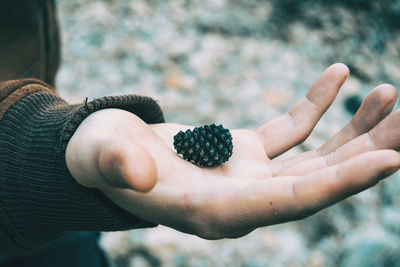 Close-up of hand holding pine cone