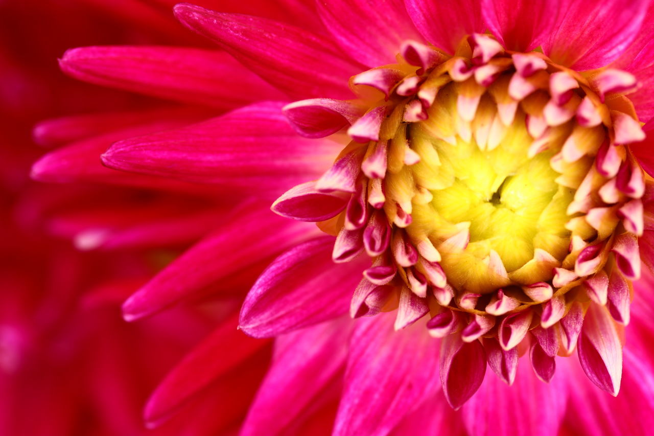 FULL FRAME SHOT OF PINK DAHLIA FLOWER