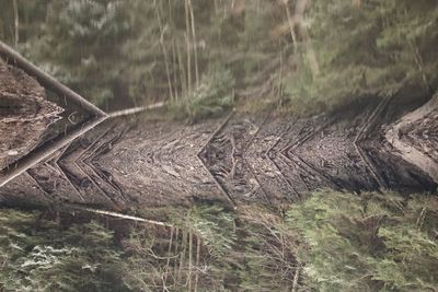 Close-up of tree trunk in forest