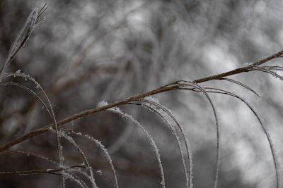 Close-up of barbed wire fence during winter