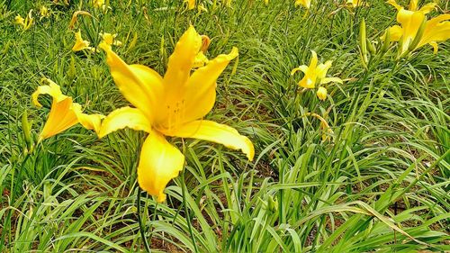 Yellow flowers blooming on grassy field