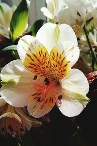 Close-up of flower blooming outdoors