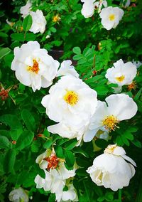 Close-up of white flowers blooming outdoors