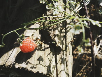 Close-up of raspberry on tree trunk