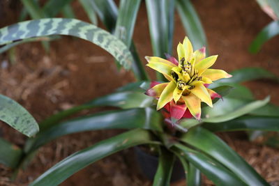 Close-up of yellow flowering plant
