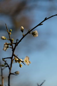 Close-up of twig against sky