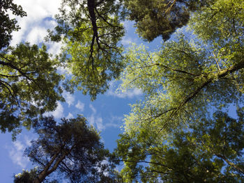 Low angle view of trees against sky