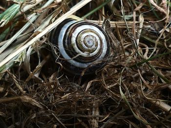 High angle view of snail on ground