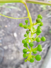 Close-up of fresh green plant