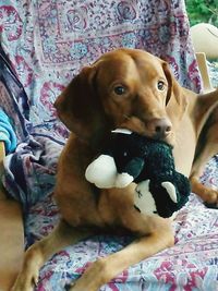 Close-up portrait of dog