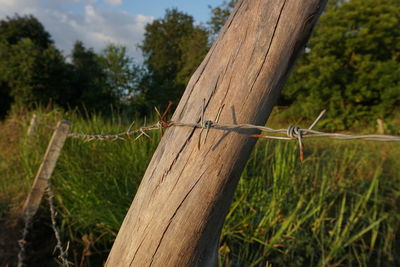 Close-up of wooden fence by trees