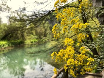 Yellow flowering plants by lake