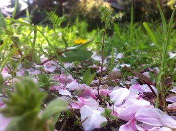 Close-up of pink flowers