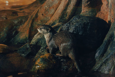 Otters in saint petersburg oceanarium, russia