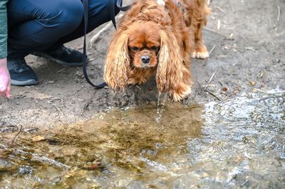 Low section of person with dog by water