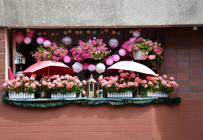 Potted plants against building wall