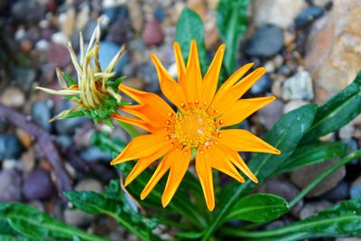 Close-up of yellow flower