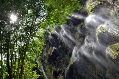 Low angle view of waterfall in forest