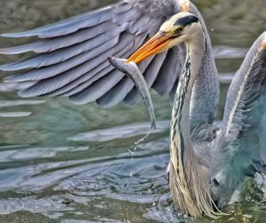 Close-up of pelican in water