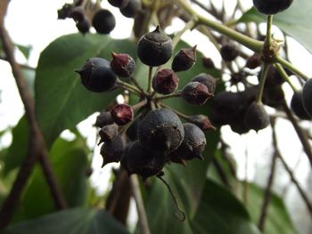 Close-up of berries growing on tree