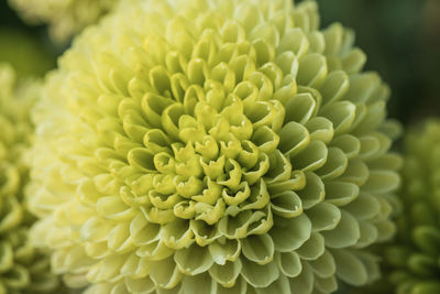 Close-up of dahlia