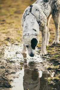 View of dog drinking water on field