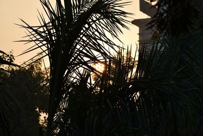 Low angle view of silhouette palm trees against sky