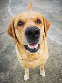 Close-up portrait of dog standing outdoors