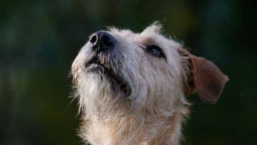 Close-up of dog